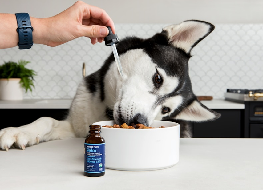 How To Choose The Right Supplement For Your Dog