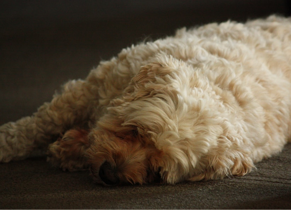 Why Daily Wellness Routines Matter For Dogs