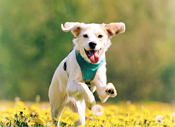 Signs Your Dog May Need Digestive Support