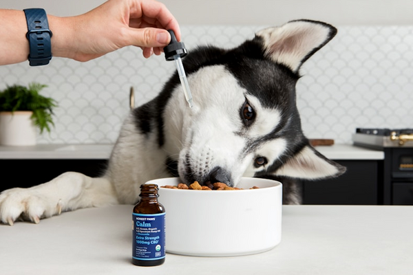 How To Choose The Right Supplement For Your Dog