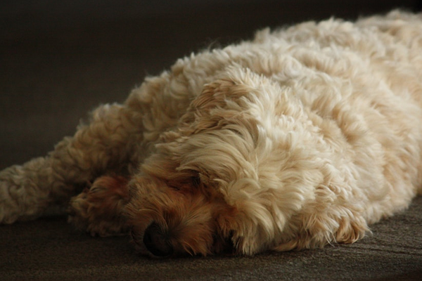 Why Daily Wellness Routines Matter For Dogs