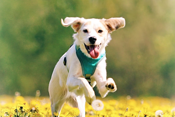 Signs Your Dog May Need Digestive Support
